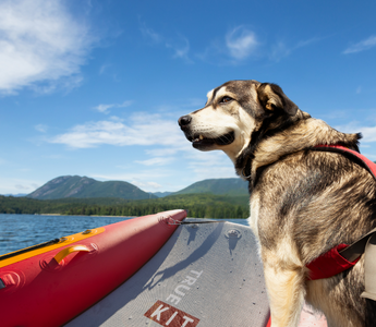 inflatable catamaran boating with your dog