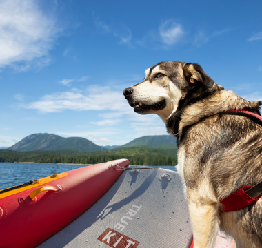 inflatable catamaran boating with your dog